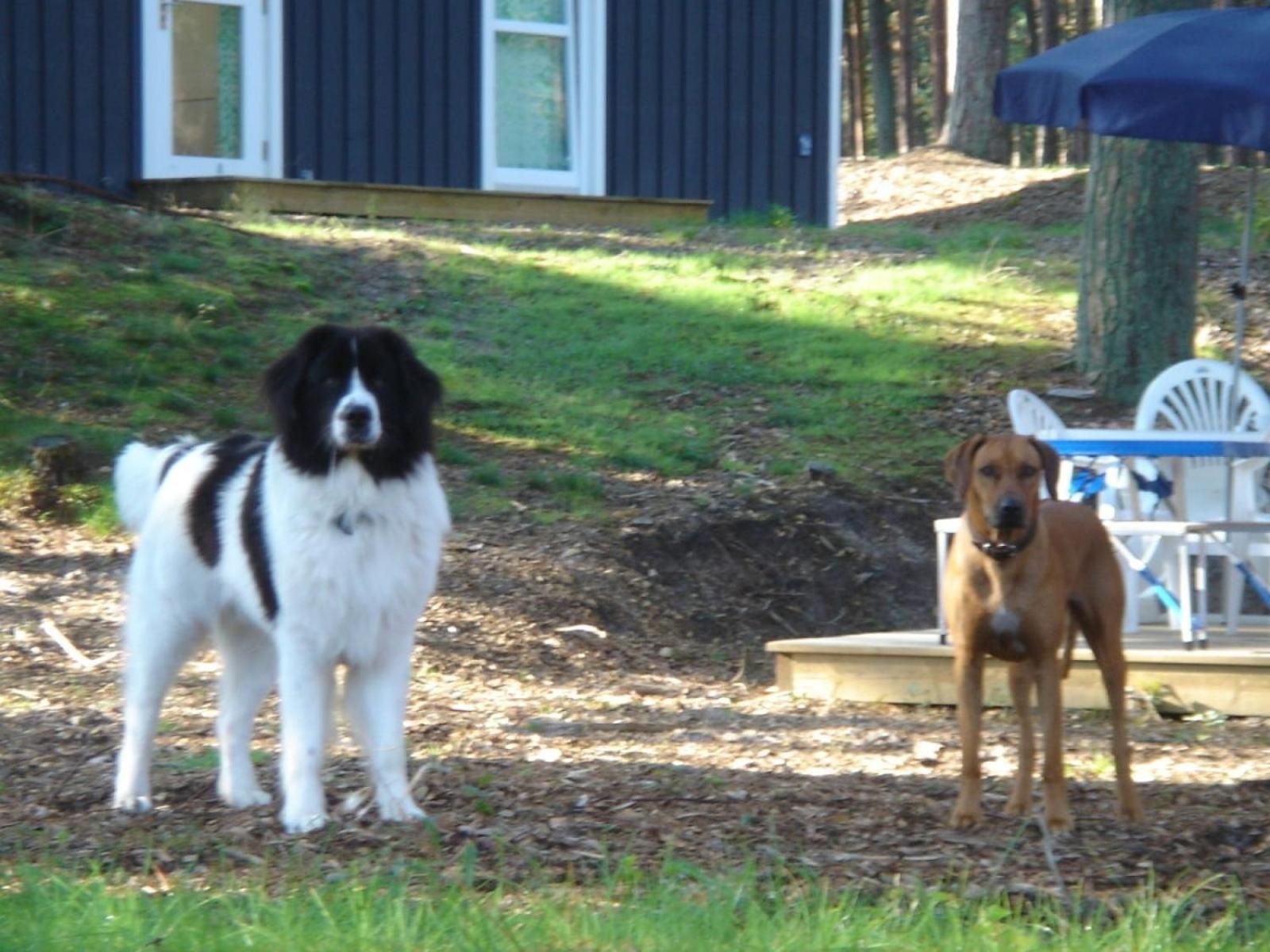 Haus Landseer - Baabe Exteriér fotografie